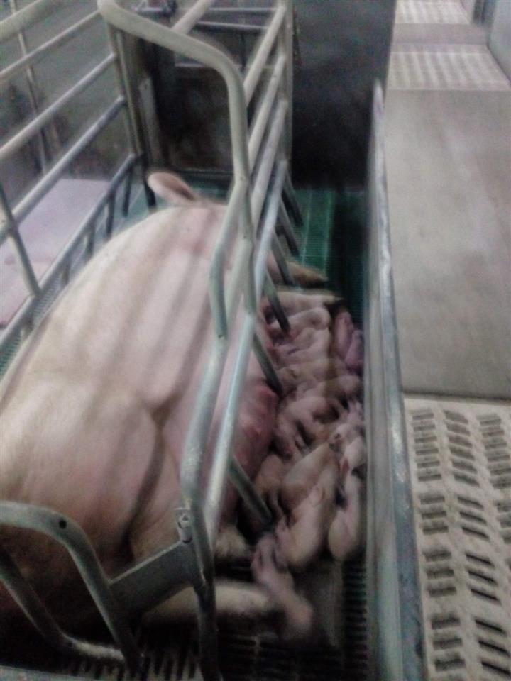 Veterinarski-tehničar