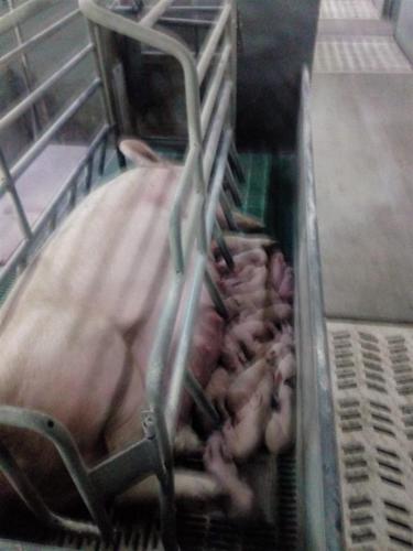 Veterinarski tehničar