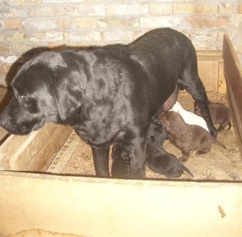 Labrador Retriver zenka crna