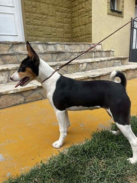 BASENJI-štenci