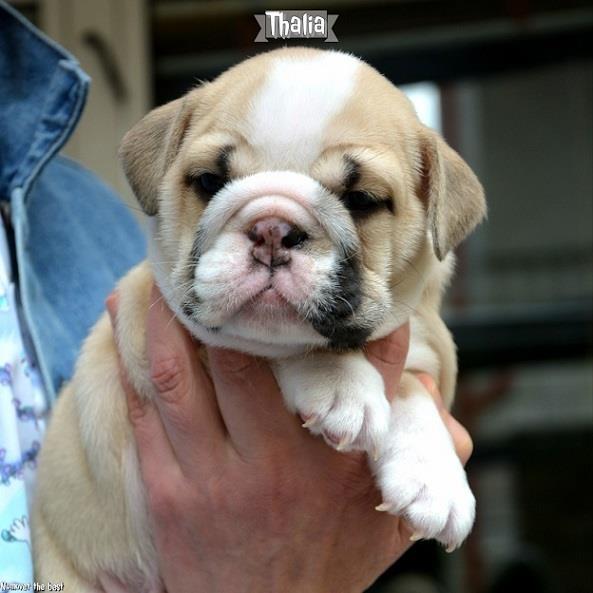 Engleski-Buldog-