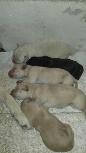 Stenci labradora na prodaju
