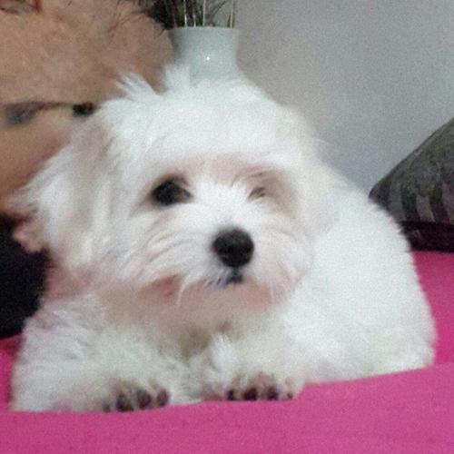 Coton de Tulear