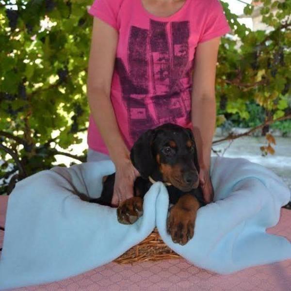 Doberman--štenad-odličnog-pedigrea-