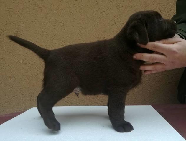 Labrador, čokoladni štenci