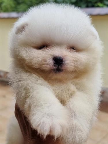 Pomeranski spic