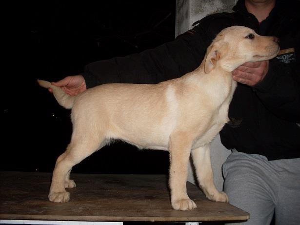 LABRADOR 