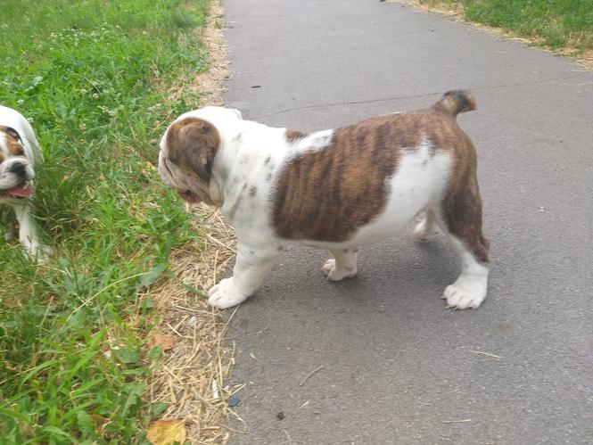 Engleski buldog štene