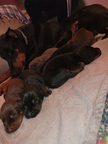 Doberman stenci