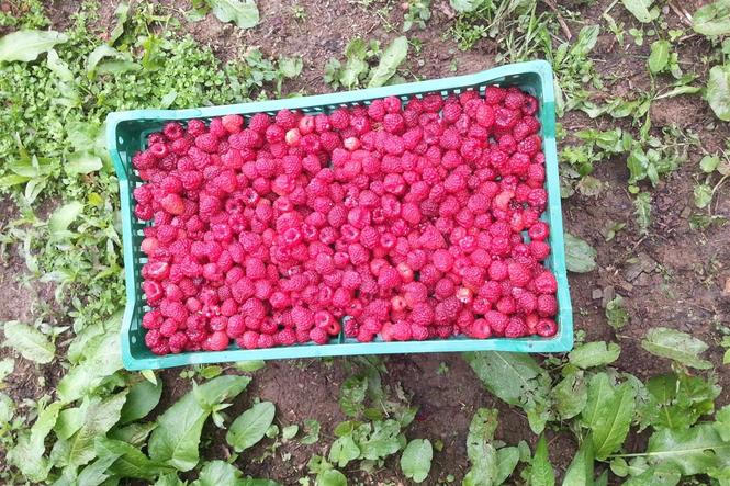 berba maline