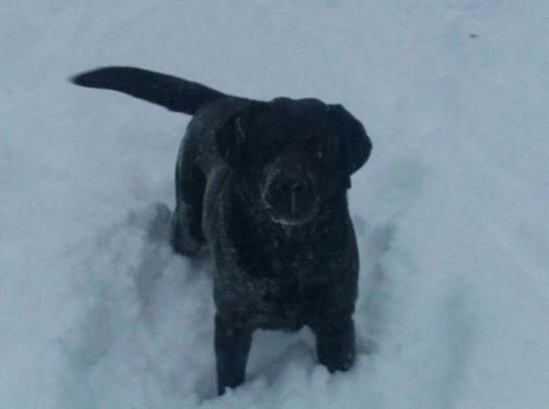 -Labrador-retriver-stenad-