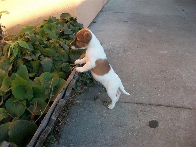 Jack Russell Terrier