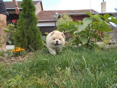 Chow-chow-cau-cau-stenad
