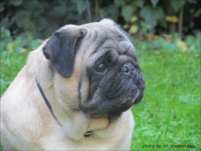 MOPS-muzjak---slobodan-za-parenje