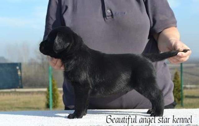 Stenci-LABRADOR-RETRIVERA