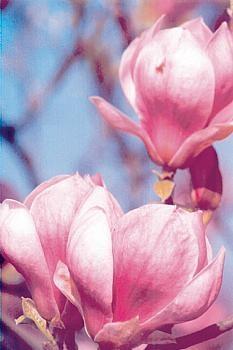 MAGNOLIJA SADNICE  LJUBICASTE