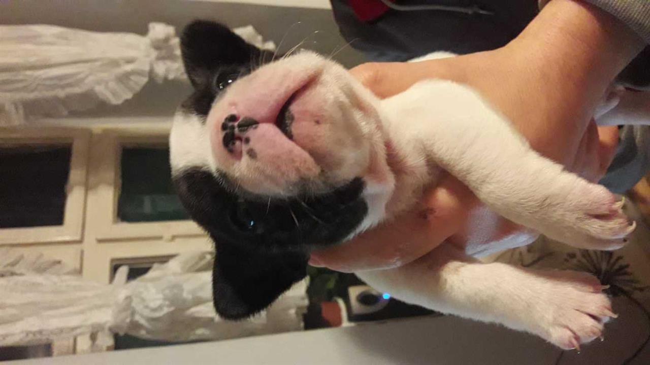 Francuski-buldog---štenci