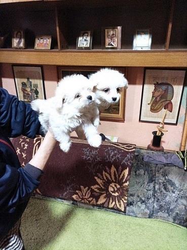 Maltipom