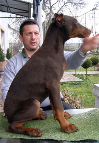 Doberman-na-prodai