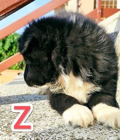 Border-koli-collie-štenci