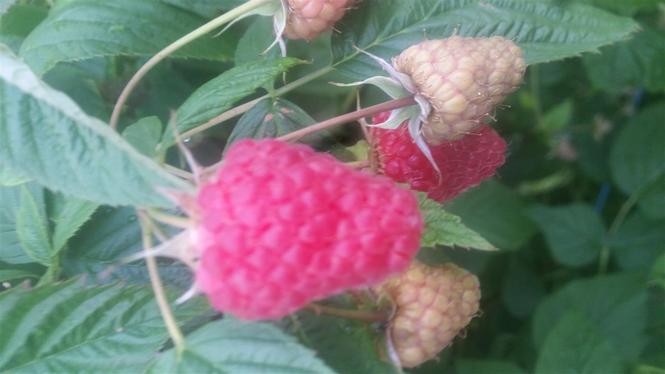 Beraci maline