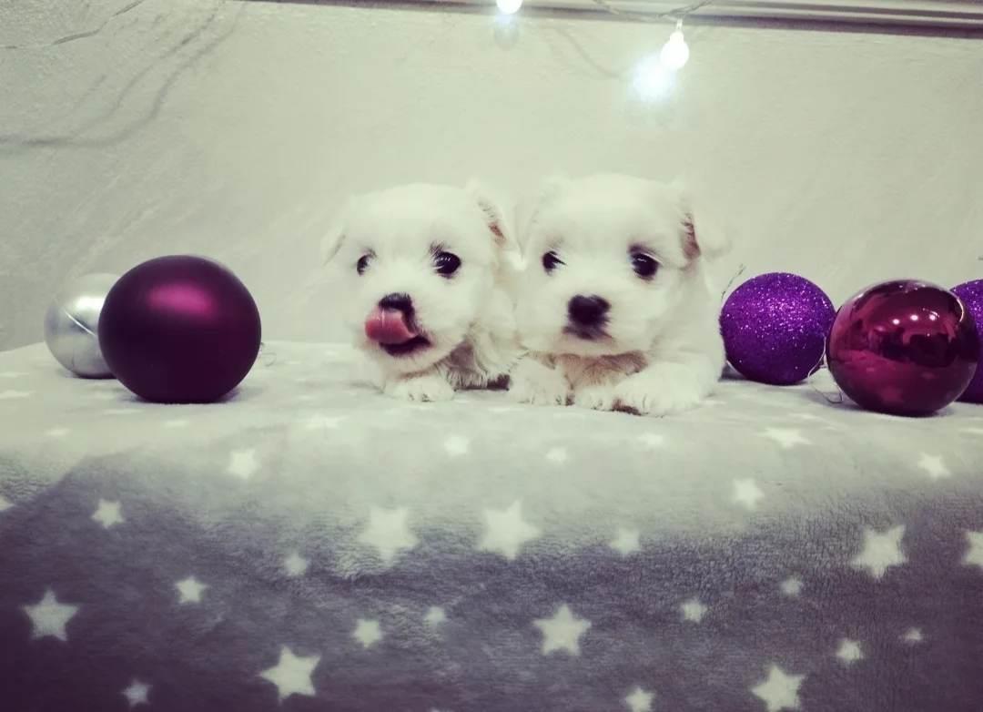 Maltezer-mini-tipa