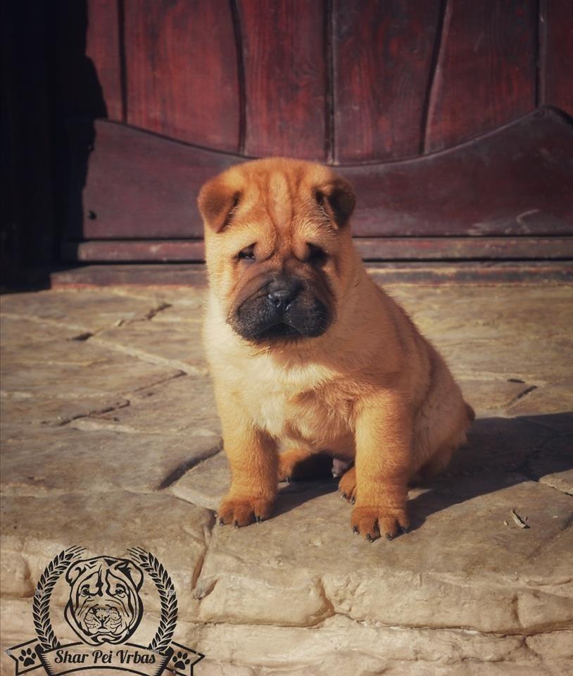 Shar-Pei-Muzjak--