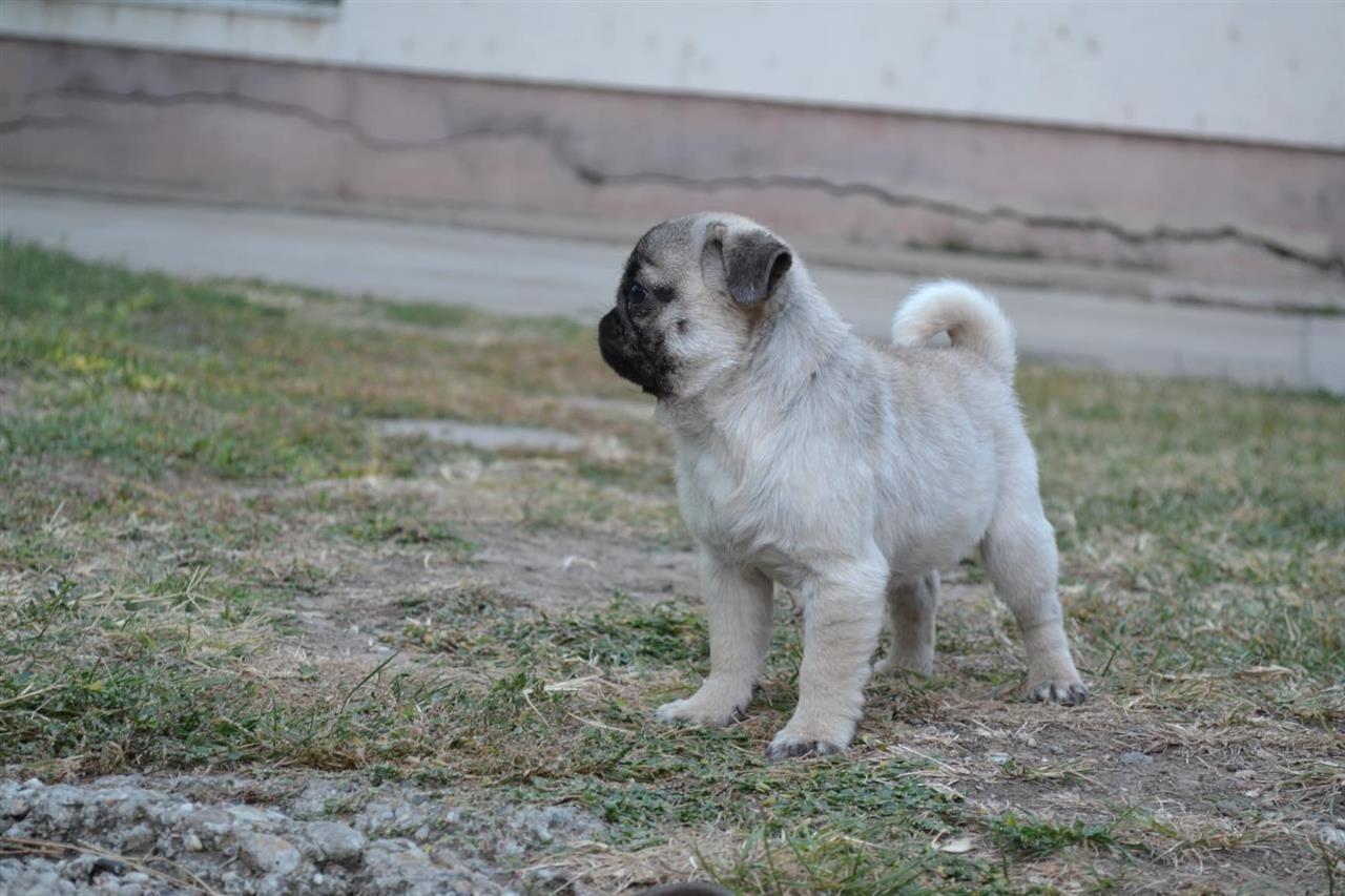 Mops-žensko-štene