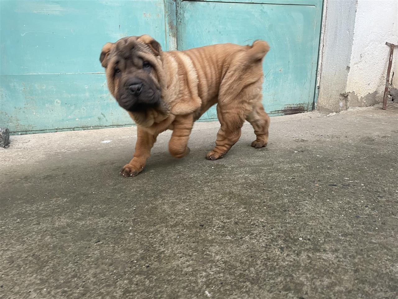 Shar-pei-stenci