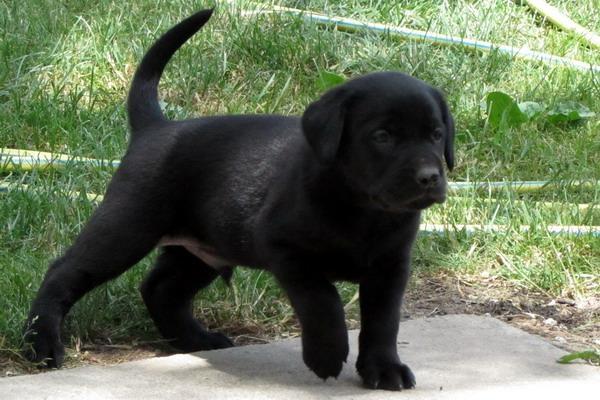 Labrador-Retriver-stenad