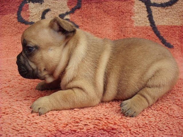 Francuski-buldog-stenad