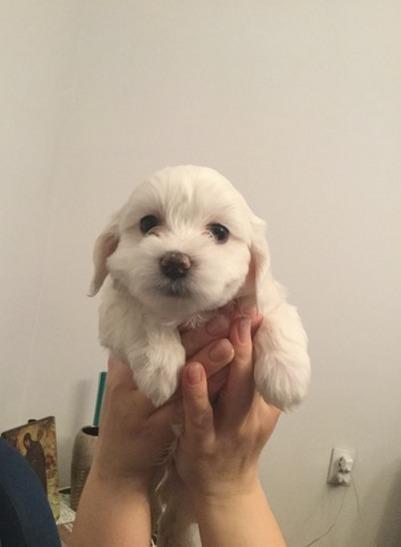 Maltezer