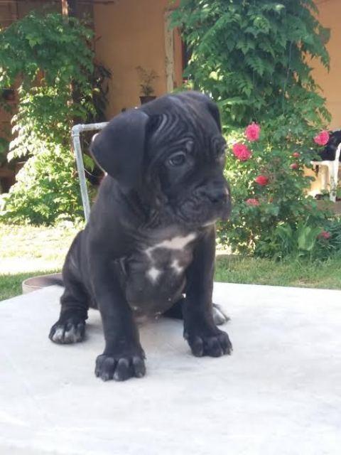 CANE-CORSO-