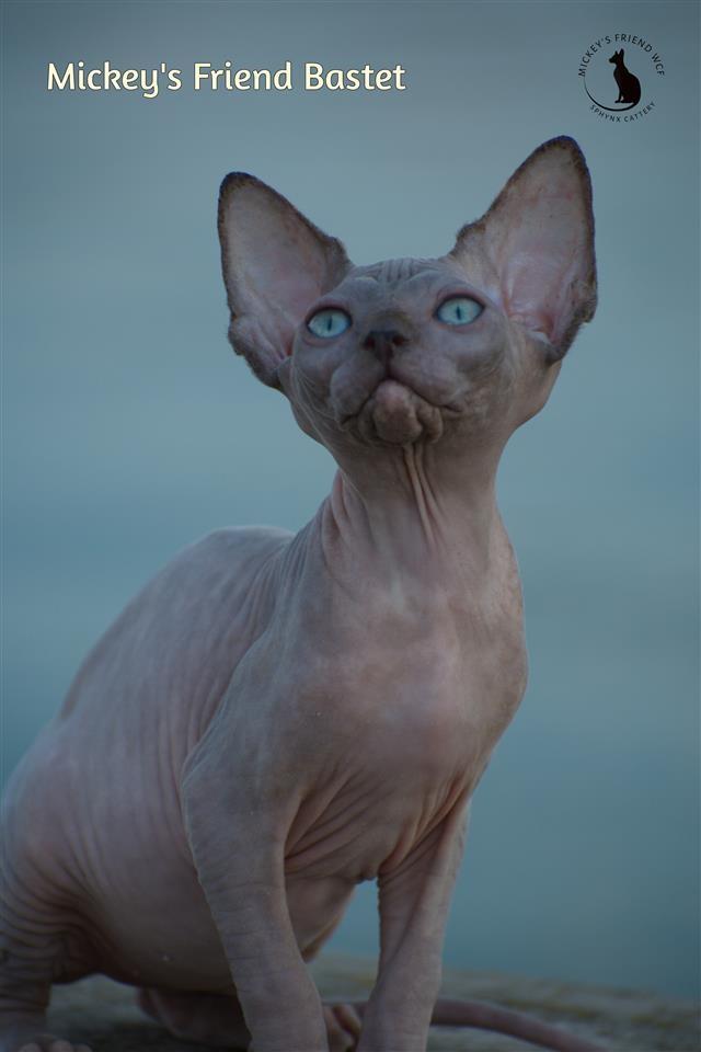 Sphynx-mace-