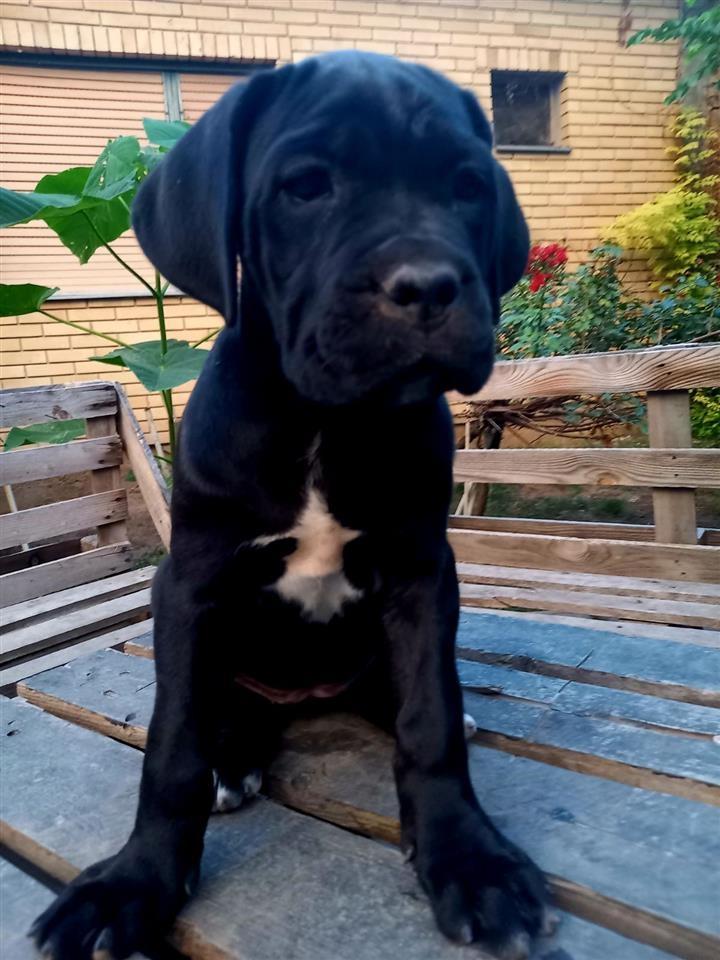 Cane-Corso