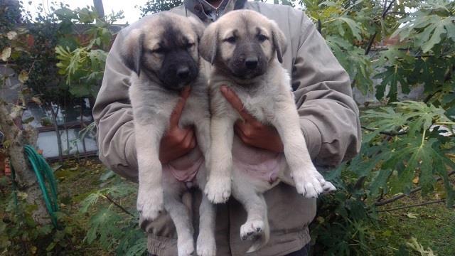 Kangal-stenci