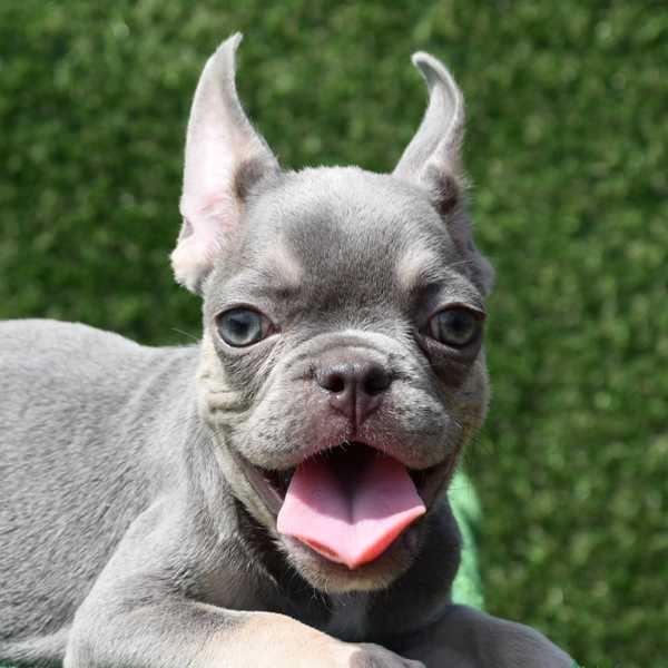 Francuski-buldog-štenci