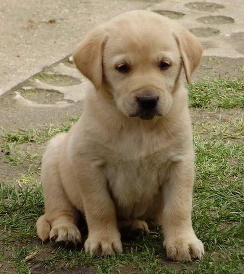 Labrador-retriver-stenad
