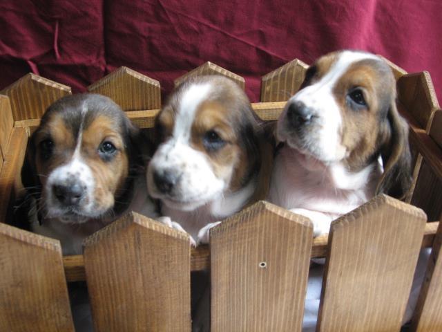 Basset-Hound--Baset-štenci