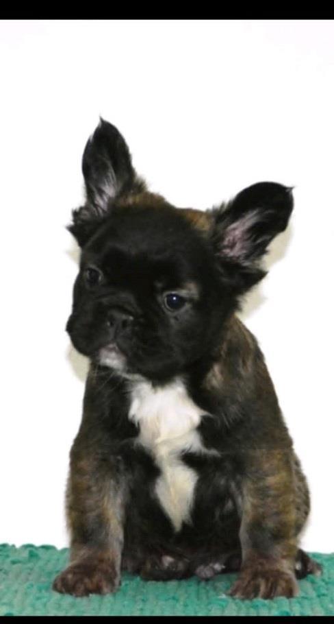 Francuski-buldog-fluffy