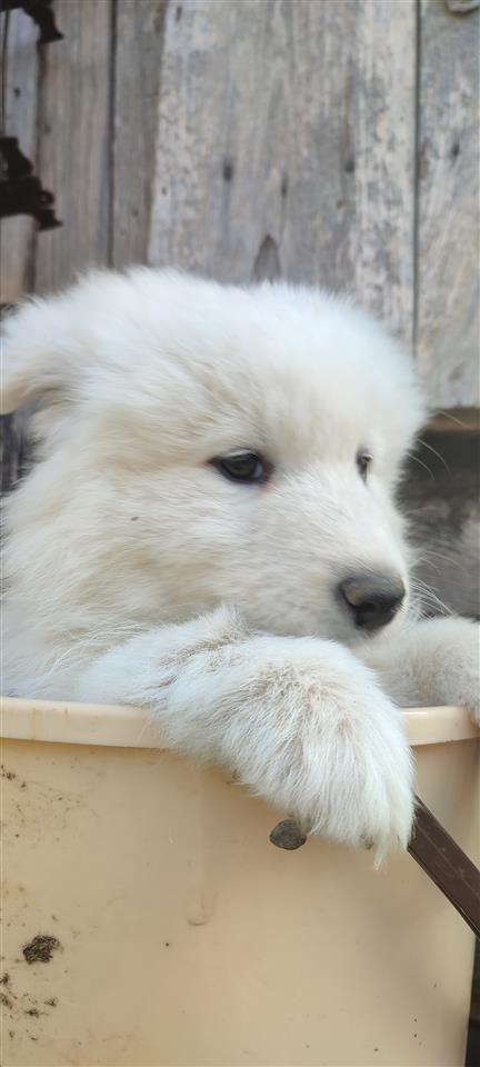 Samojed