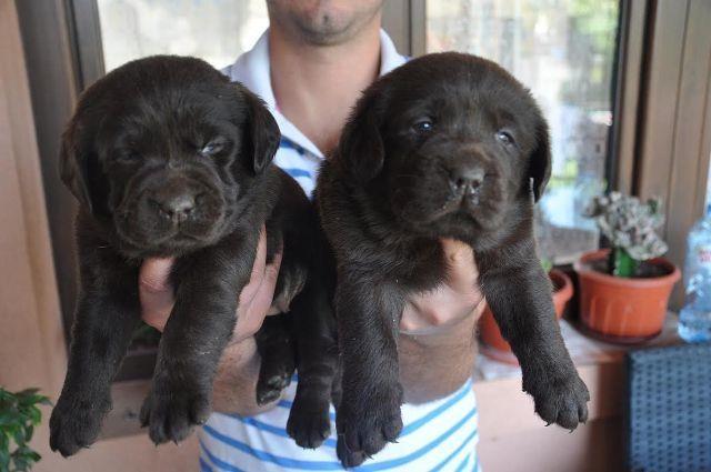 Labrador retriver  cokoladni stenci