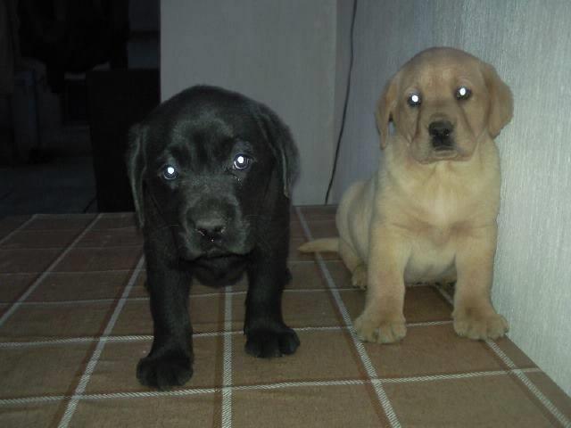 Labrador-retriver-stenci