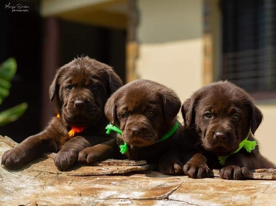 Labrador-retriver-štenci-