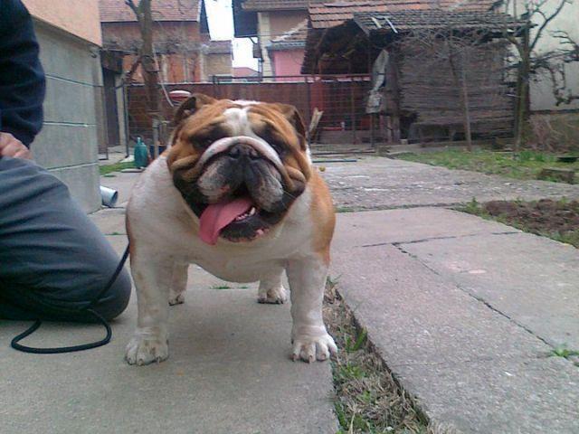 Engleski Buldog