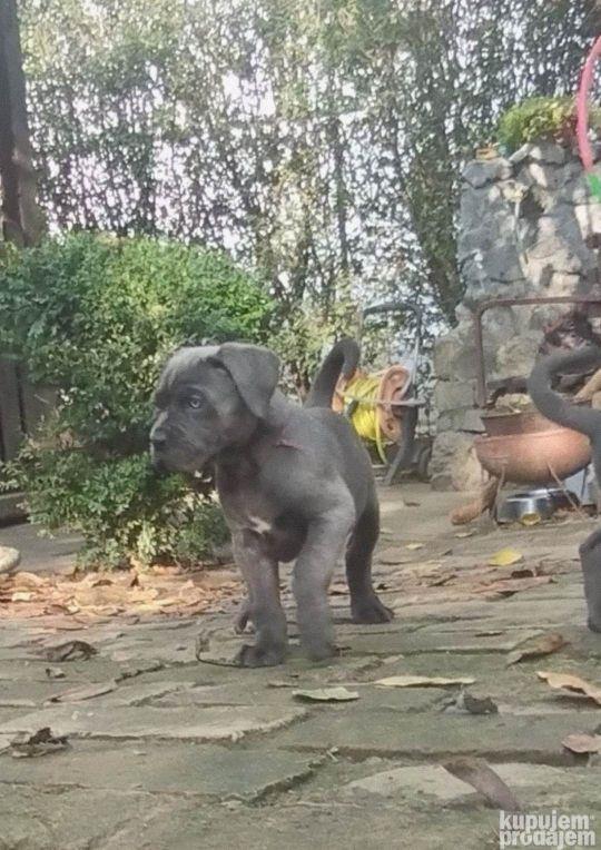 Cane-Corso-štenci