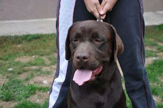 Labrador-braon-štenci