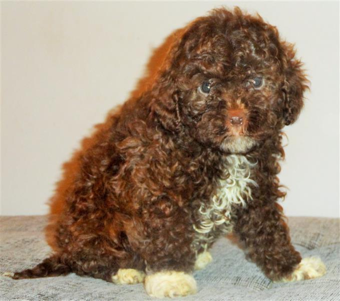 Lagotto-Romagnolo-štenci