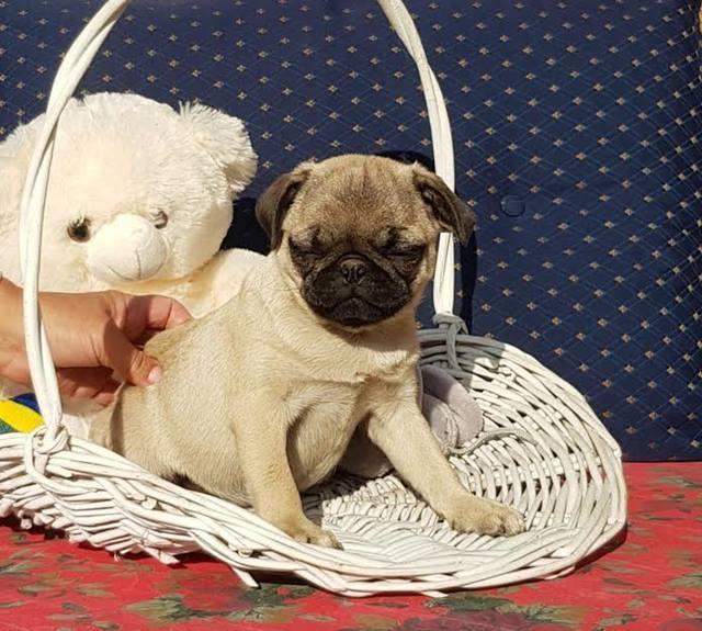 Mops-zenkice
