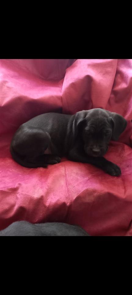 Cane-corso-štenci